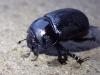 Anoplotrupes stercorosus